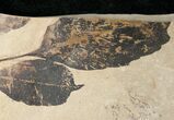 Unidentified Fossil Leaf - Green River Formation #16814-1